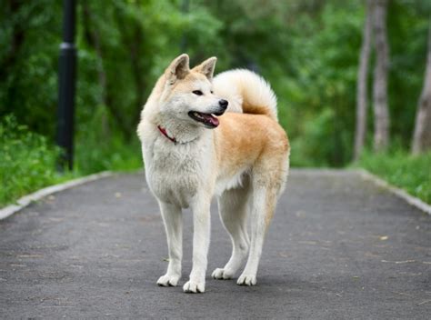 Akita Inu Tout Savoir Sur Ce Grand Chien Japonais Blog