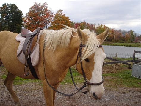 Palomino Horse 11 By Nightmarestock On Deviantart