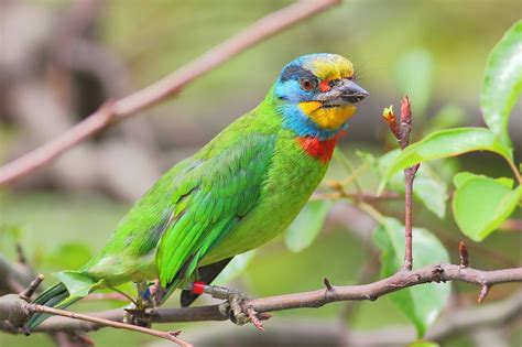 Fondos De Pantalla Naturaleza Loro Rama Verde Fauna Silvestre