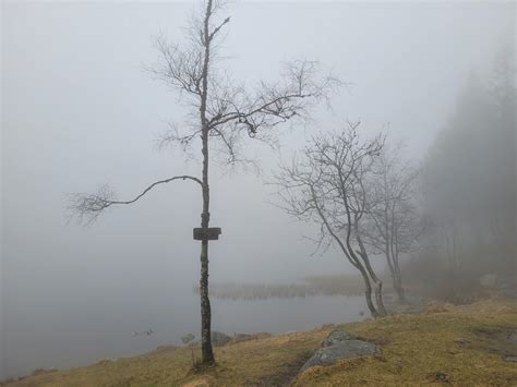 yr – Store norske leksikon