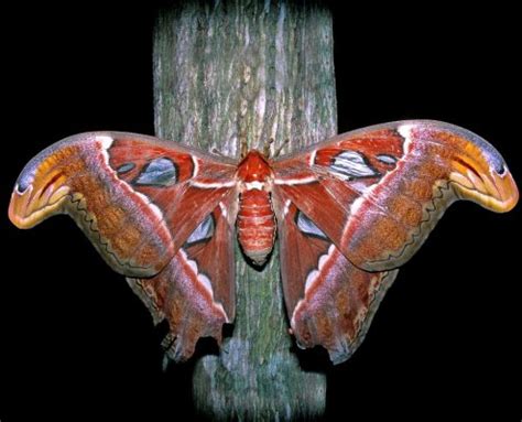 Atlas Moth - KHAO SOK National Park, Thailand