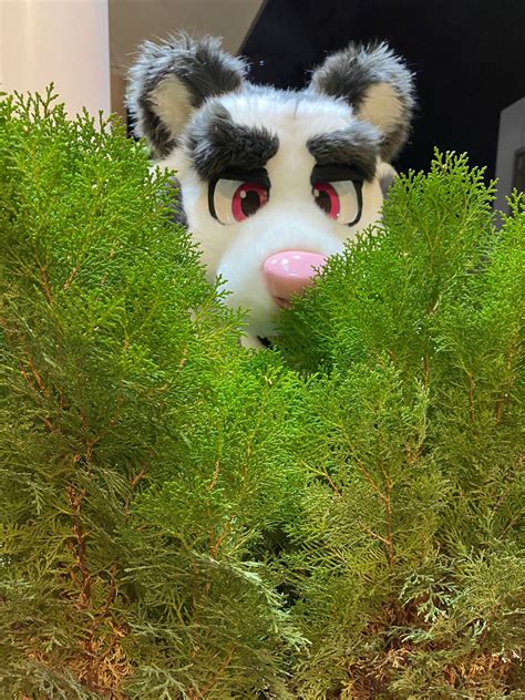 ふうた鈴太 on Twitter RT saigodon1987 植え込みの向こうには何があるかな FursuitFriday