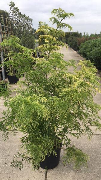 Sambucus Nigra Golden Tower Elderberry Golden Tower Upright