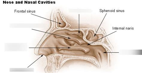 Lab Station Nose Nasal Cavity Paranasal Sinuses Diagram Quizlet