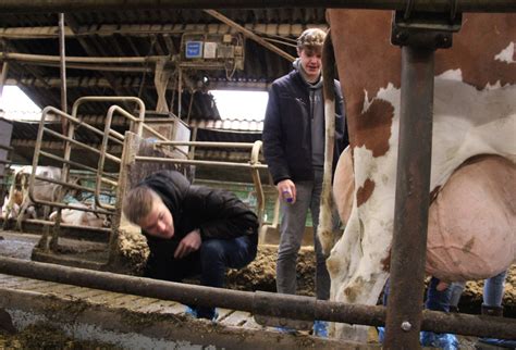 Fotoserie Koeien Keuren Is Spannend Vee En Gewas Nl Landbouwnieuws