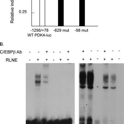 Identification Of C Ebp ␤ Binding Sites In The Rat Pdk4 Promoter A