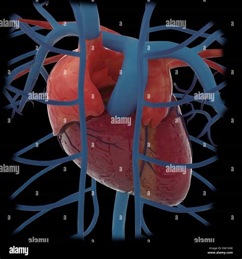 Venas pulmonares fotografías e imágenes de alta resolución Alamy