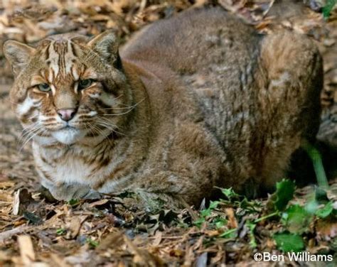 Asian golden cat facts – Telegraph