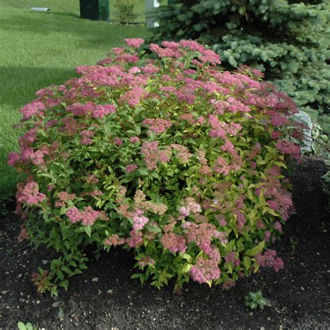 Goldflame Spirea Indy Plants