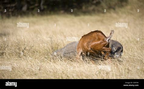 Komodo dragon hunting Stock Photo - Alamy