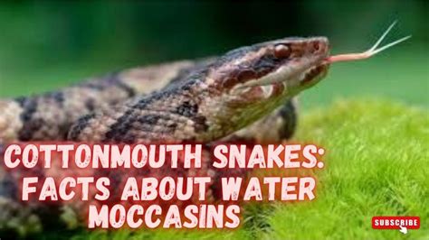 COTTONMOUTH SNAKES FACTS ABOUT WATER MOCCASINS Snake Discovery