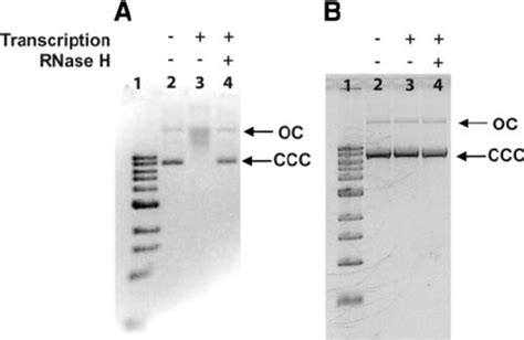 R Loop Formation During Transcription A In Vitro Transcription