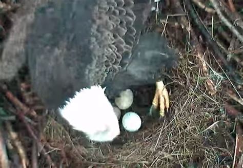 3rd Egg Spotted In Hays Bald Eagle Nest Before Other Pa Nest Cam Pairs