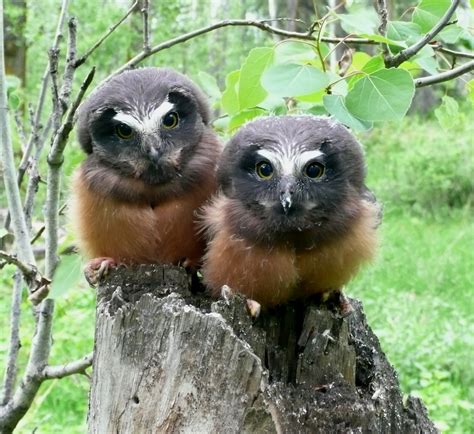 Northern Saw Whet Owl — Edmonton And Area Land Trust