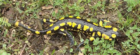 Fire Salamander Salamandra Salamandra Salamandra Común Wildside