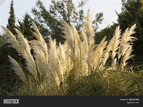 Pampas Grass Image And Photo Free Trial Bigstock