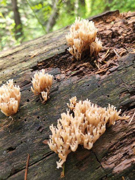 Crown Tipped Coral Fungus From Mt Lemmon Arizona 85619 USA On August