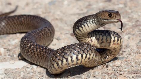 Snake Venom Based Gel That Could Help Stop Wounds Bleeding