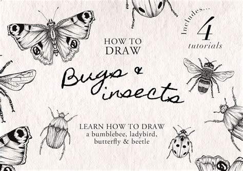 How To Draw Bugs And Insects 4 Step By Step Easy Drawing Tutorials Instant Download Procreate