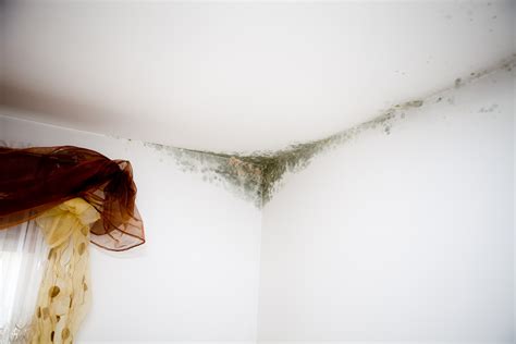 Tips For Detecting And Preventing Mold In Your House Wtop News