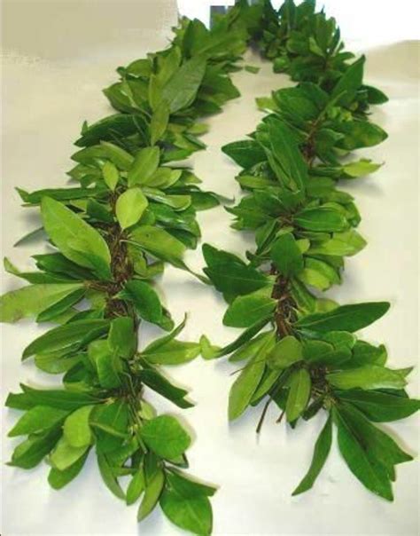 Maile Leaf Lei Hawaiian Lei Fresh Hawaiian Leis Hawaiian Flowers