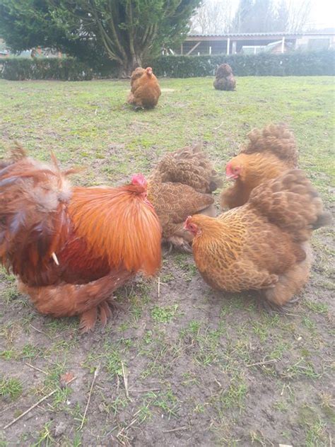 Œufs fécondés pékins maillé brun lisses et frisés Coco Eco