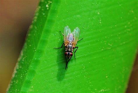 Free Images Nature Wing Leaf Flower Fly Green Insect Fauna