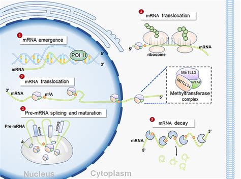 The Roles And Mechanism Of M A Rna Methylation Regulators