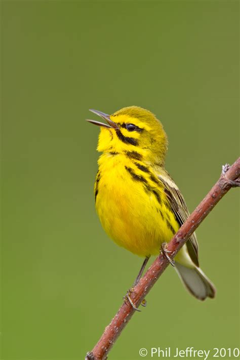 Phil Jeffreys Bird Photography Prairie Warbler Stirling Forest May 22nd