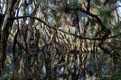 Wetland Marsh Forest Free Photo On Pixabay Pixabay