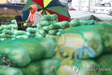 헉 배추 1포기에 1만3천800원 연합뉴스