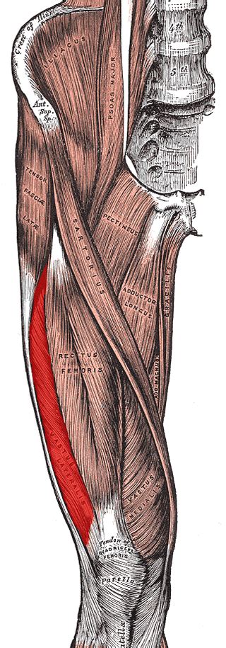 Vastus Lateralis Physiopedia