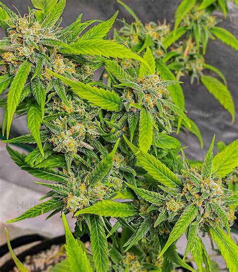 Watermelon Z Fast Version Feminized Seeds For Sale Herbies Seeds Uk