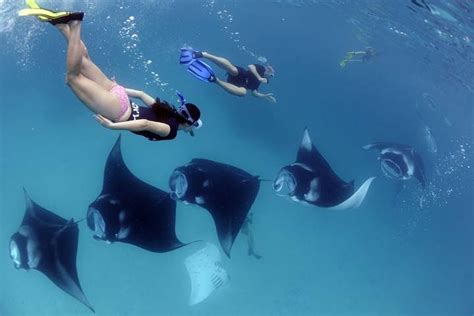 Tripadvisor Zwem Met Manta S In Nusa Penida All Inclusief