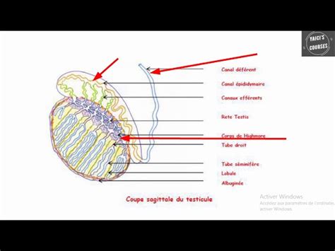 embryologie 150 qcm corrigés