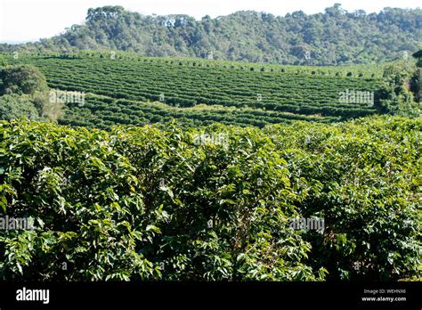 Coffee Plantation Landscape Hi Res Stock Photography And Images Alamy