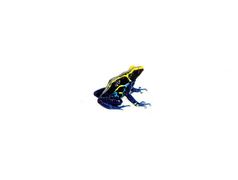 Cobalt Poison Dart Frogs Dendrobates Tinctorius One Stop Reptile Shop