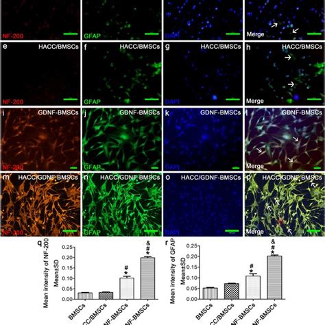 Western Blotting Analysis For Nf And Bax In The Spinal Cords A