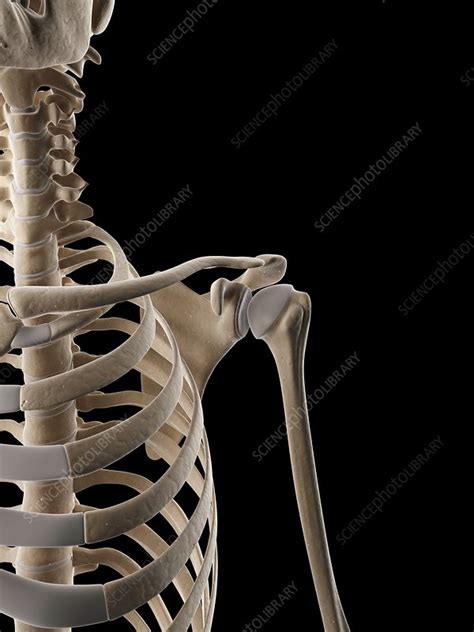 Human Ribcage Illustration Stock Image F Science Photo