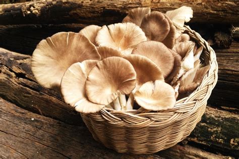 6 Best Shiitake Mushroom Substitutes For Cooking Updated 2025