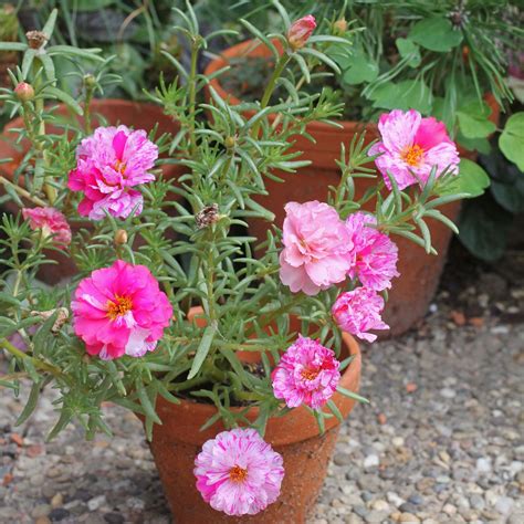 Portulaca Grandiflora Cv Cultivo De Plantas Jardineria Y Plantas