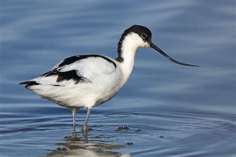 Stephen Burch S Birding Dragonfly Website Avocet