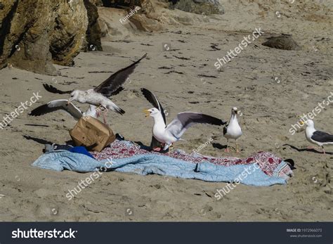 Group Seagulls Stealing Food Abandoned Picnic Stock Photo 1972966073