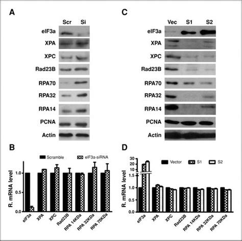 Effect Of Eif3a On Response Of Lung Cancer Patients To Platinum Based