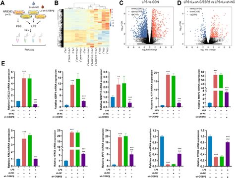 Rna Seq Analysis Of Degs After Cebpβ Inhibition A Flow Chart Of