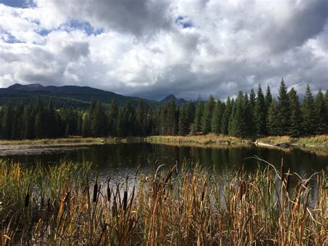 Beavers and Hunters Restore Riparian Habitat | Outdoors | National ...