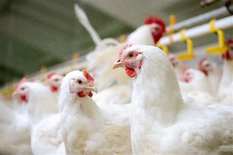 Antibiotics On The Farm United Egg Producers