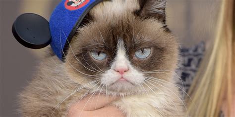 Grumpy Cat Dead Beloved Internet Famous Cat Dies At 7 Celebrity