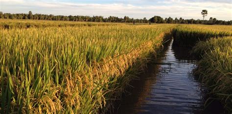 Arroz un cultivo que muestra el potencial de la genética argentina