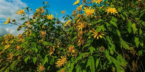 Learn How to Grow the Beautiful Licorice Plant: Glycyrrhiza Glabra